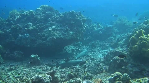 Four Whitetip reef sharks Stock Footage 51204589