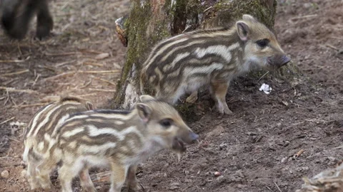 Four wild boar piglets are eating, fighting and playing. Video stock 193690547