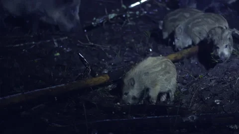 Four wild boar piglets, Sus scrofa, forage in the forest at night. Stock-Footage 271151296