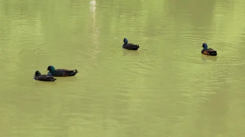 Four wild ducks float peacefully in dirty water Video stock 109299723