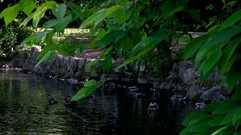 Four wild ducks float peacefully in dirty water. Stock Footage 302805934