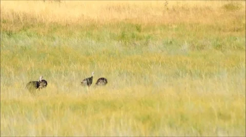 Four wild turkeys dance around in a grassy meadow while foraging Stock Footage 52372943