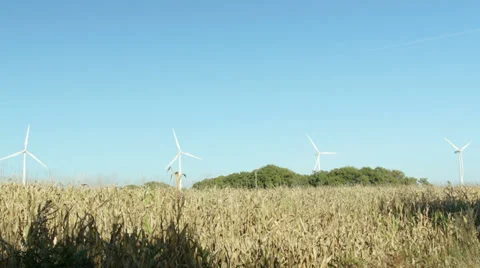 Four Windmill turbines behind corn fields. Stock Footage 32188745