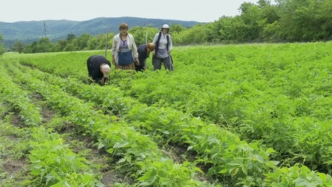 Four women working in field Stock Footage 71552985