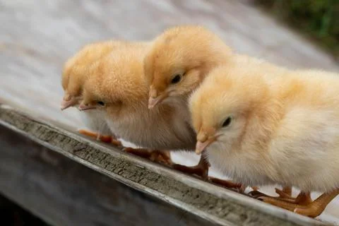 Four Yellow Chicks looking down Stock Photos