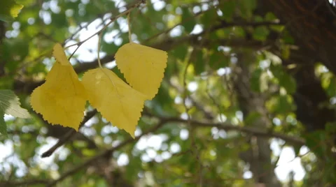 Four Yellow Leaves Stock Footage 55340696