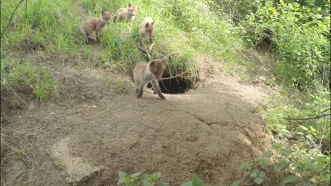 Four young foxes at the burrow Stock Footage 223508860