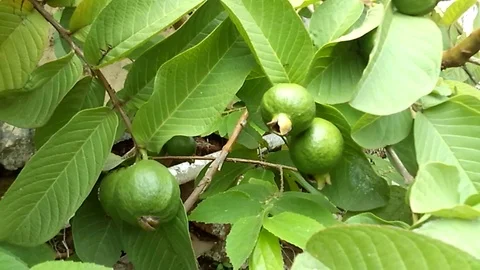 Four young guava fruit on the tree Stock Footage 122361355