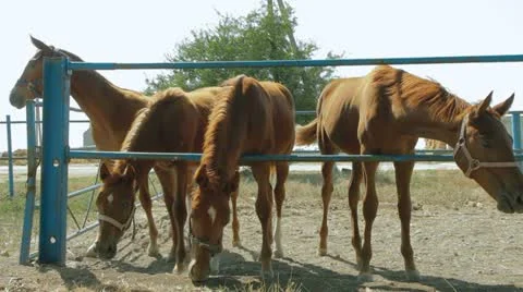 Four Young Horses 库存影片 22290147