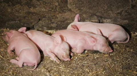 Four young pigs sleeping in a pen after eating Stock Footage 66423934