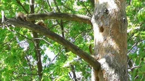 Four young squirrels playing on the branch of a pine Video stock 121023812
