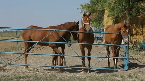 Four Young Stallions Stock Footage 22289190