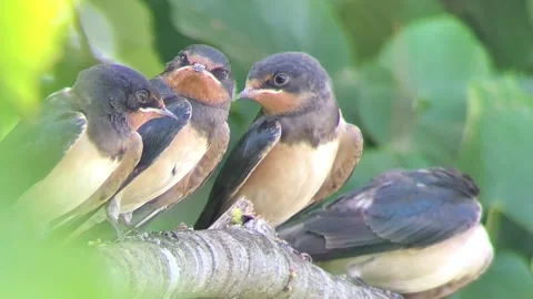 Four young swallows Stock Footage 199944530