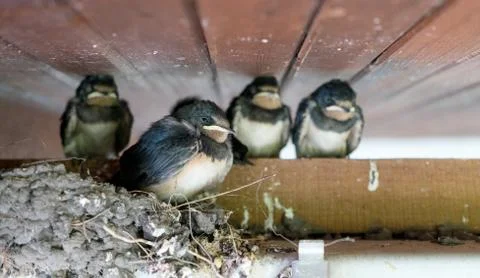 Four young swallows Stock Photos