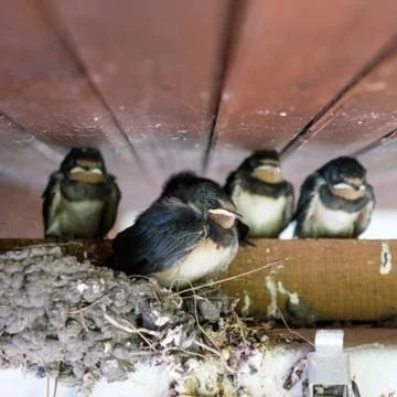 Four young swallows Stock Photos