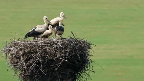 Four young white storks gather on a large twig nest in a rural landscape Stock Photos
