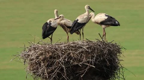 Four young white storks gather on a large twig nest in a rural landscape Stock Photos