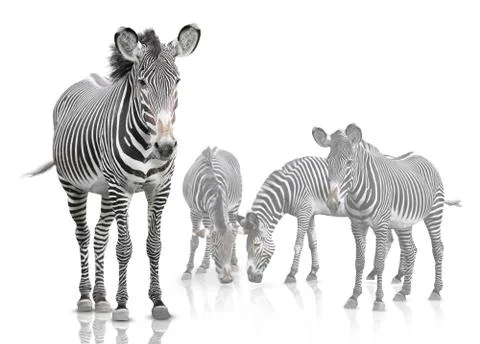 Four zebra Stock Photos