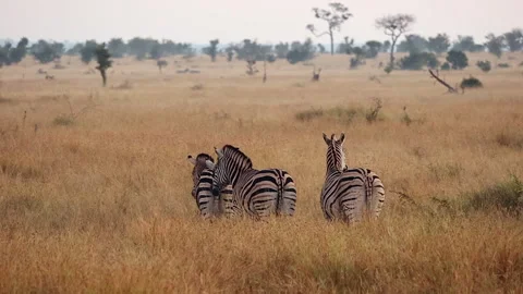 Four zebra walk away from camera on vast amber savanna grassland Stock Footage 335431358