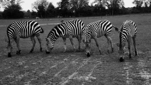 Four Zebras eating grass in a field 스톡 사진