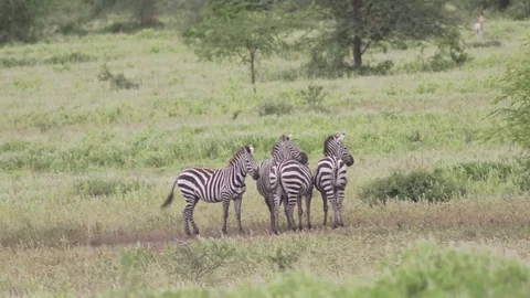 Four Zebras standing and looking Stock Footage 77970039