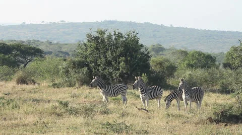 Four zebras in the veld Stock Footage 23827155