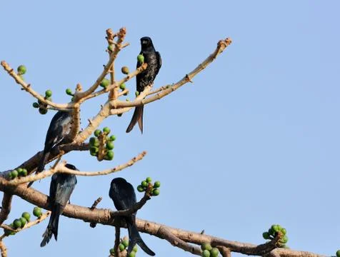 Foursome Stock Photos