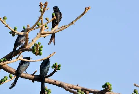 Foursome Stock Photos