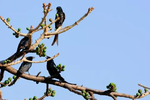 Foursome Stock Photos