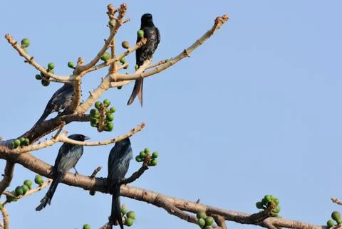 Foursome 写真素材