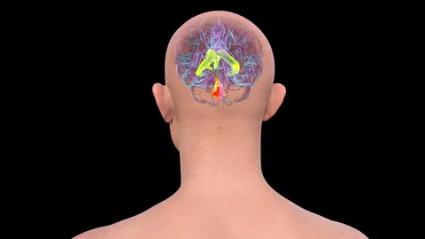 Fourth brain ventricle, animation Stock Footage 295179575