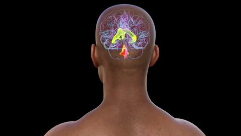 Fourth brain ventricle, animation Stock Footage 295180899
