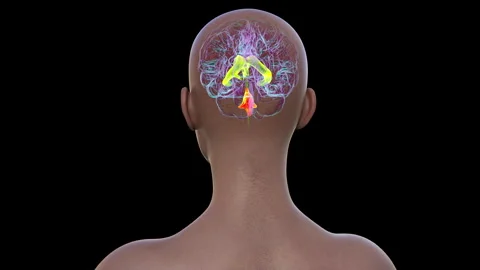 Fourth brain ventricle, animation Stock Footage 295181327