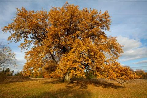 The fourth-hundredth autumn Stock Photos