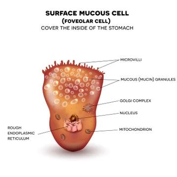 Foveolar cell Illustrazione stock