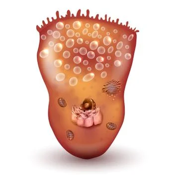 Foveolar cell Stock Illustration