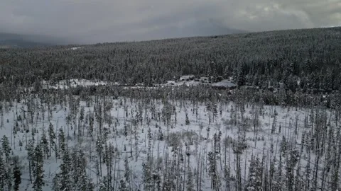 Foward drone of snowy tree tops in mountainous area Stock Footage 255682493