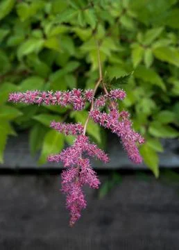 Fower astilba Stock Photos