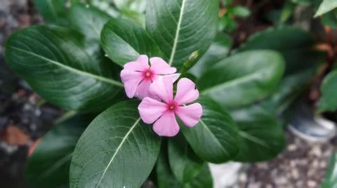Fower blooms perfectly Stock Photos
