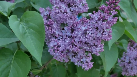 Fower of a lilac Vidéo 75879382