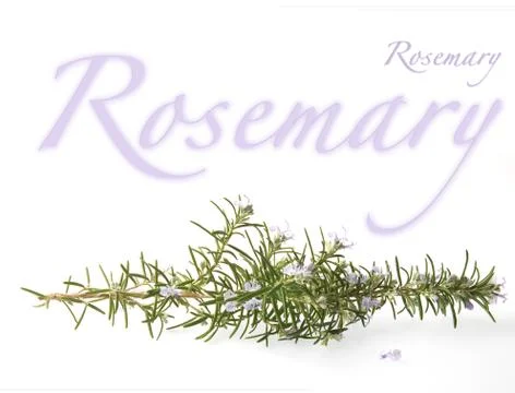 Fowering rosemary branch Stock Illustration