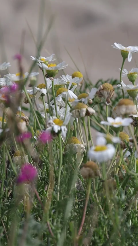 Fowers and wind Stock Footage 256238032