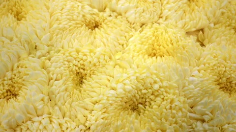 Fowers of white chrysanthemums as a background Stock Footage 93159985