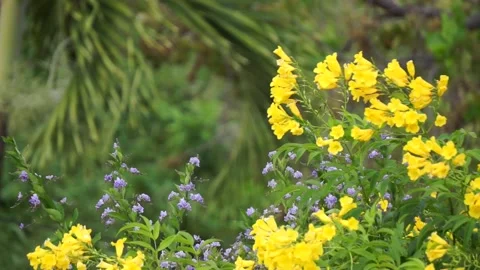 Fowers In the Wind 05-04-2019 스톡 동영상 135273537