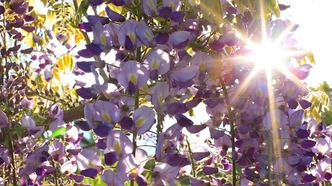 Fowers of wisteria. Stock Footage 87003163