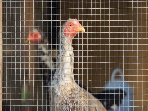 Fowl in cage Stock Footage 113031157