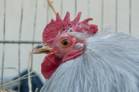 Fowl in cage Stock Photos