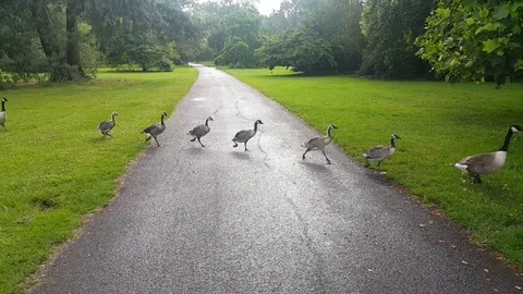 Fowl Crossing the Road in a File Video stock 124440583