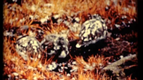 Fowl , Grouse Stock Footage 36930423