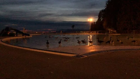Fowl in a pool at golden hour Stock Footage 115593926